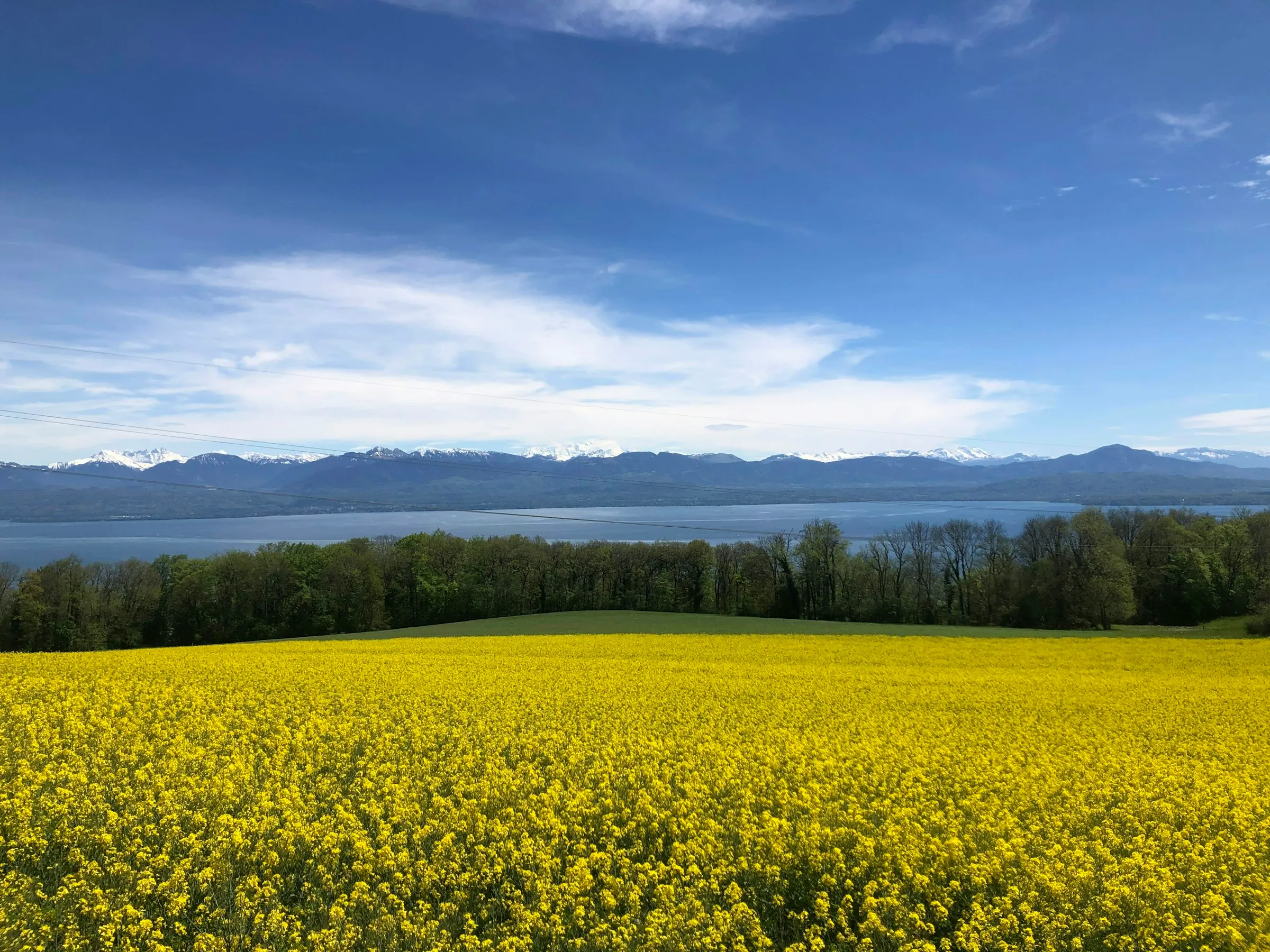 Vue sur la campagne genevoise, le Léman et les Alpes